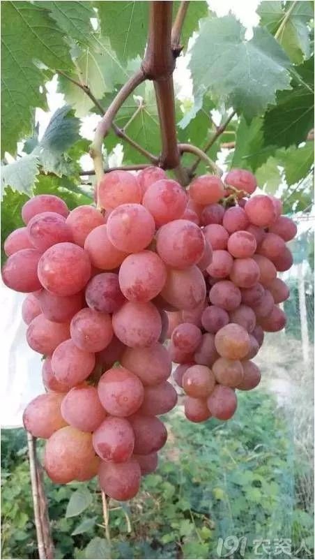 2022年有哪些新葡萄品种,2019葡萄新品种介绍