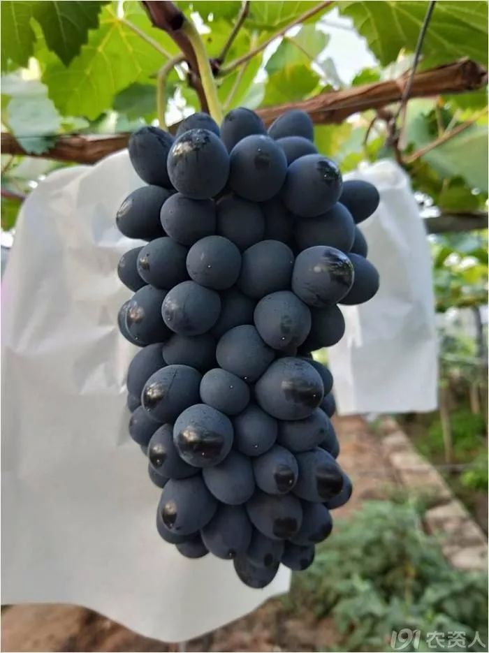 2022年有哪些新葡萄品种,2019葡萄新品种介绍