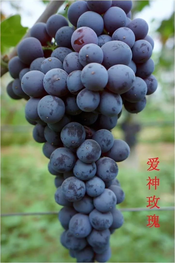 2022年有哪些新葡萄品种,2019葡萄新品种介绍