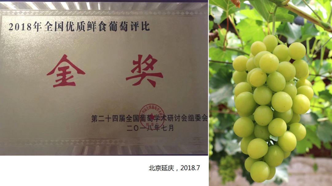 2022年有哪些新葡萄品种,2019葡萄新品种介绍
