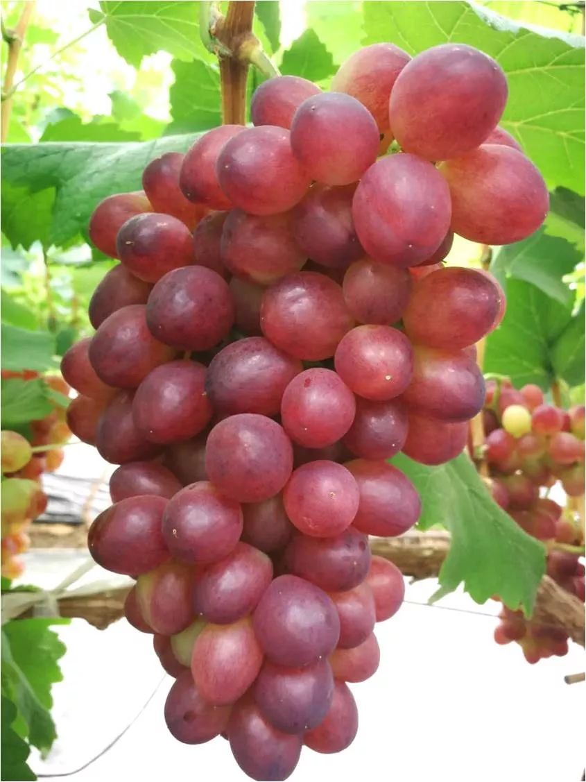 2022年有哪些新葡萄品种,2019葡萄新品种介绍