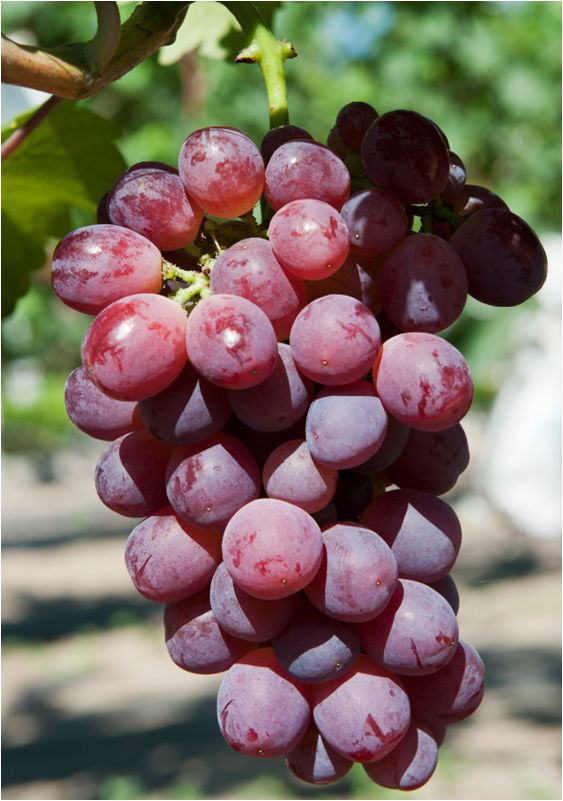2022年有哪些新葡萄品种,2019葡萄新品种介绍