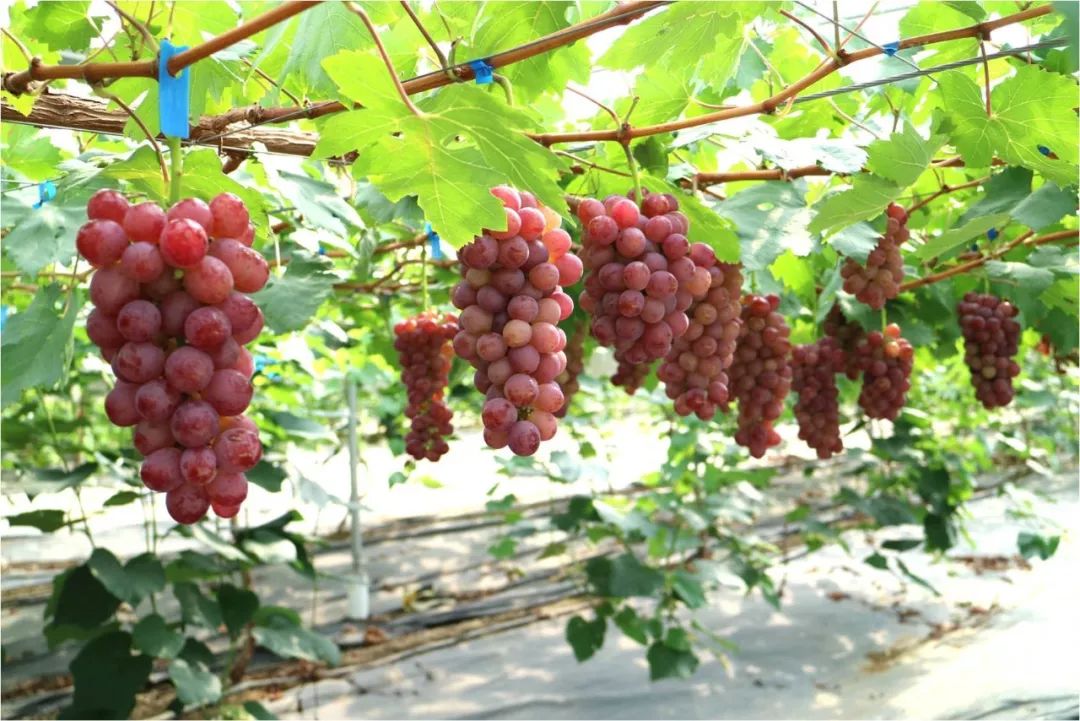 2022年有哪些新葡萄品种,2019葡萄新品种介绍