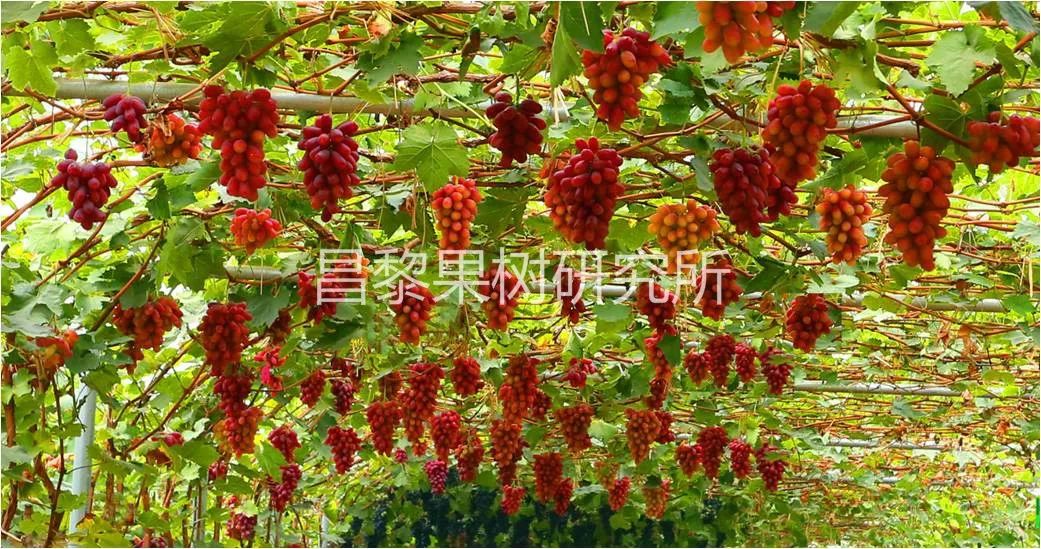 2022年有哪些新葡萄品种,2019葡萄新品种介绍