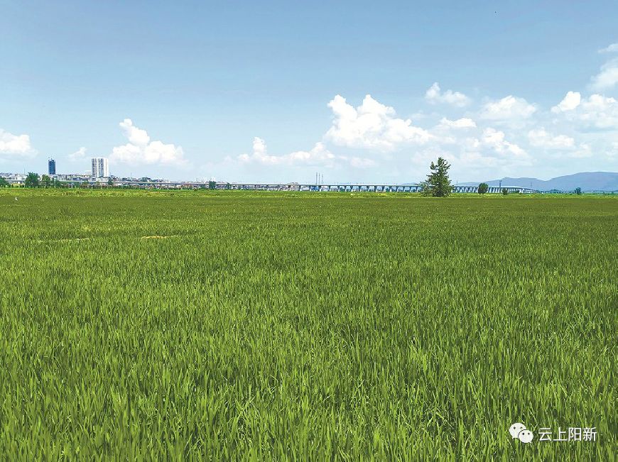 阳新核心区规划,阳新县城东新区发展规划