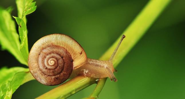 雨后出现的大蜗牛有多危险,下暴雨时蜗牛会怎样生活
