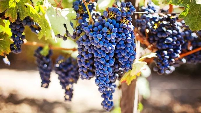 葡萄里含有哪些营养素,葡萄都有什么营养