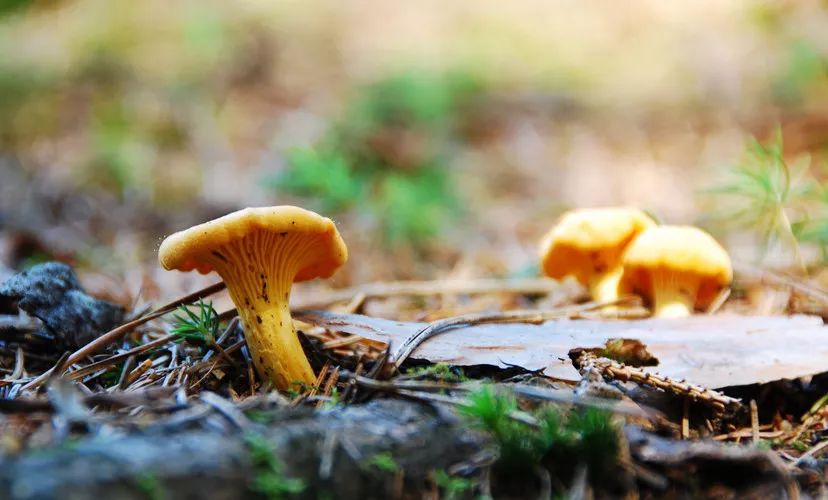 春城秀风光,春城秀昆明一座有温度的城市