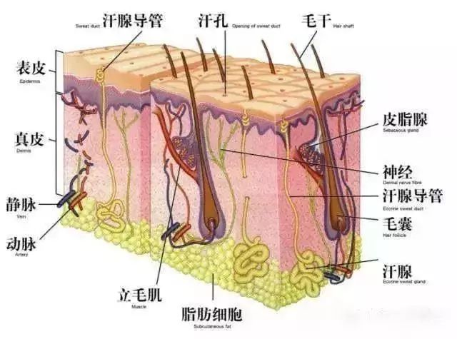 为什么身上的体毛会越刮越粗,科学表明体毛真的会越刮越多