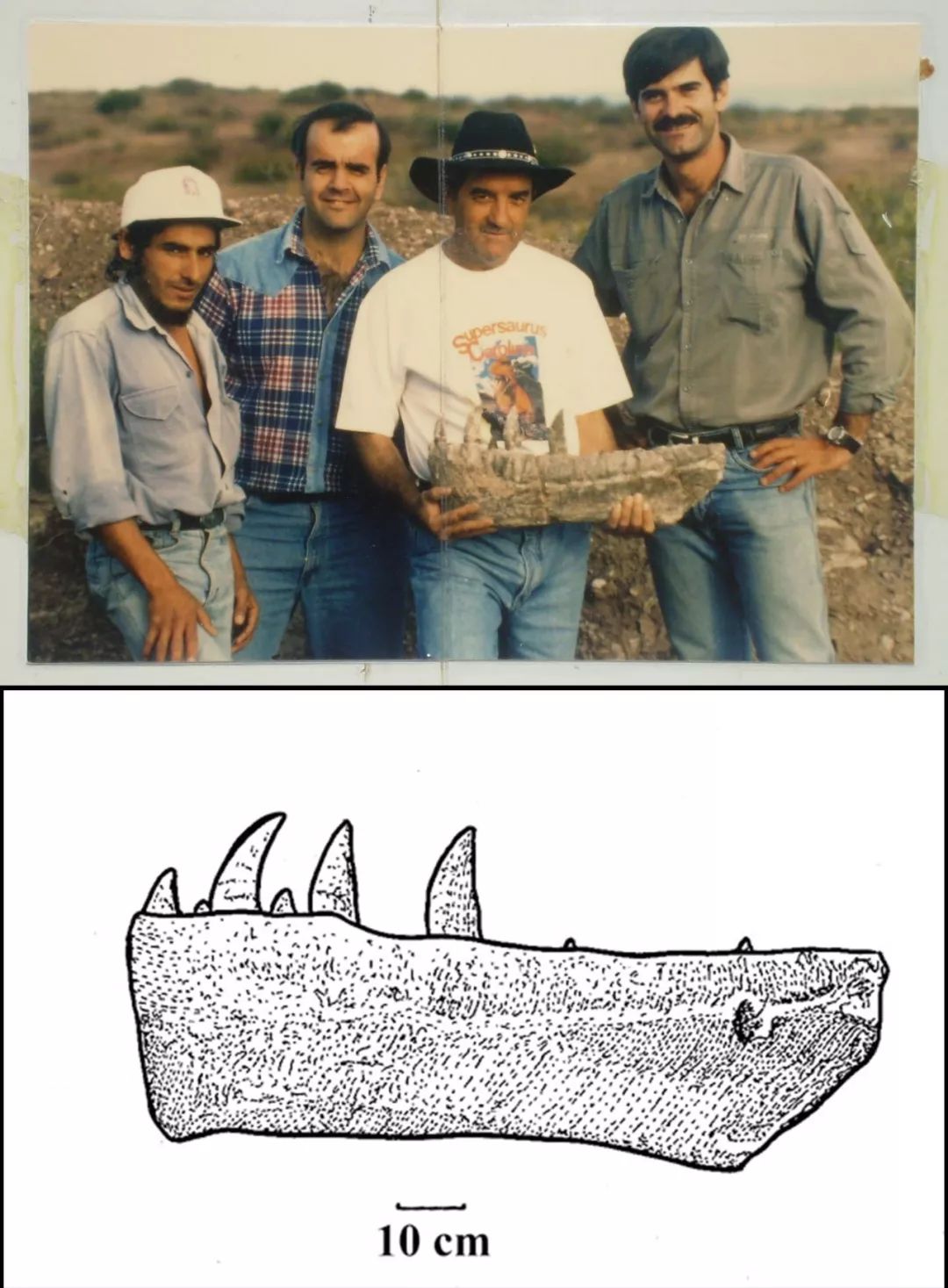 霸王龙南方巨兽龙三角龙,升级版的霸王龙对战南方巨兽龙