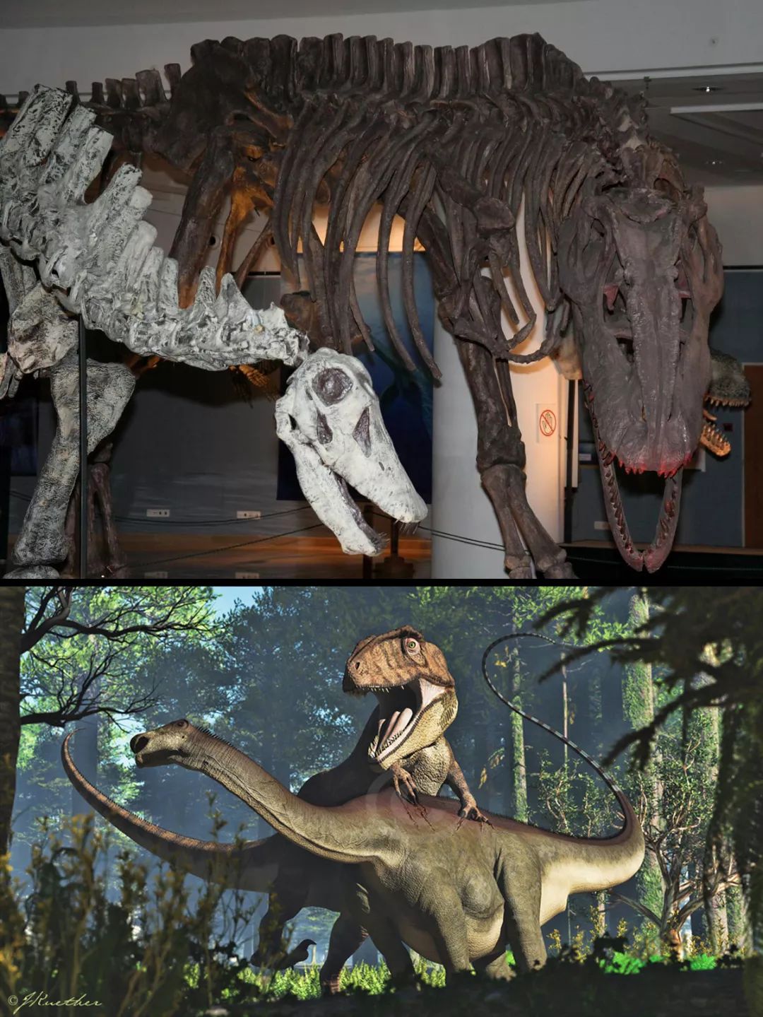 霸王龙南方巨兽龙三角龙,升级版的霸王龙对战南方巨兽龙