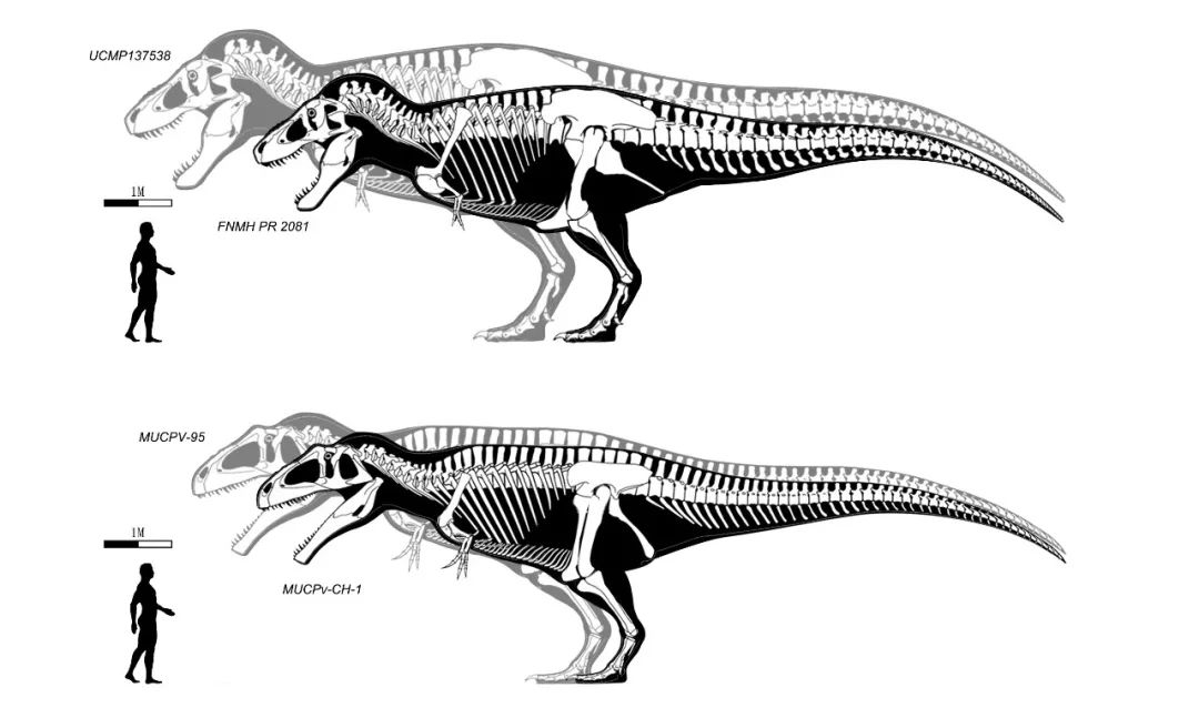 霸王龙南方巨兽龙三角龙,升级版的霸王龙对战南方巨兽龙