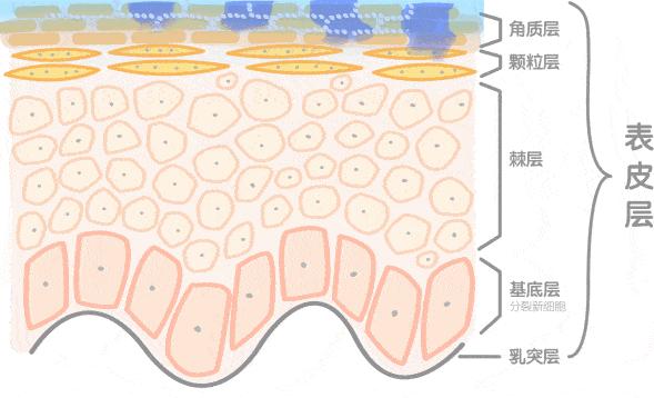 鼻头痘痘爆浆,鼻头痘痘挤出来的白色物质是什么