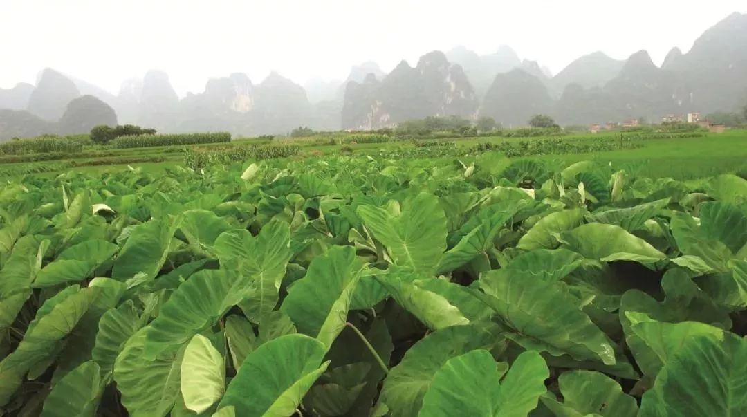 买①送①！重庆开店超10+的成都大咖「茶百道」放大招，撩爆你的少女心