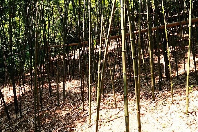 从佛山西樵山四方竹看小众化瓷砖及瓷砖辅材