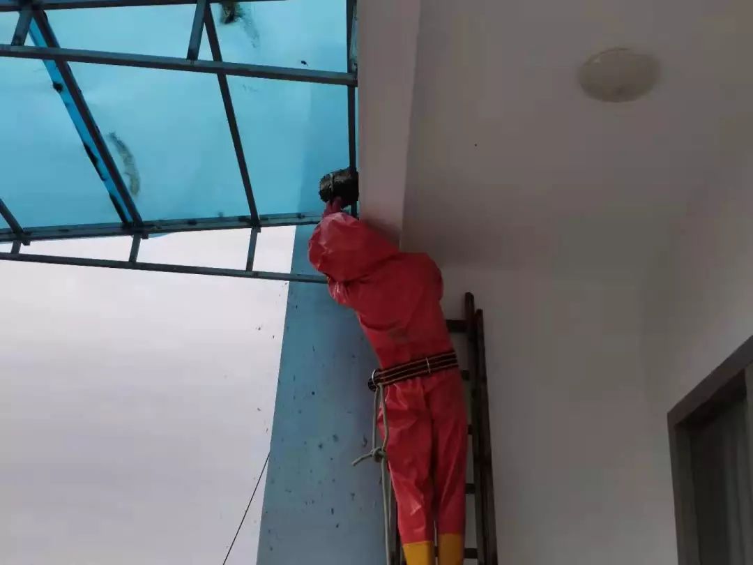 警惕这种虫子有人被咬后差点没命,危险的五种毒虫