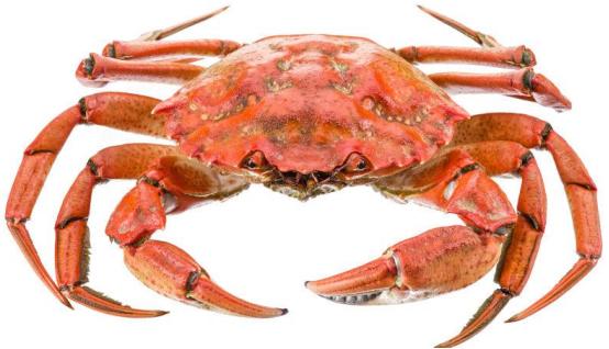 螃蟹怎么挑好吃,螃蟹怎么选好吃