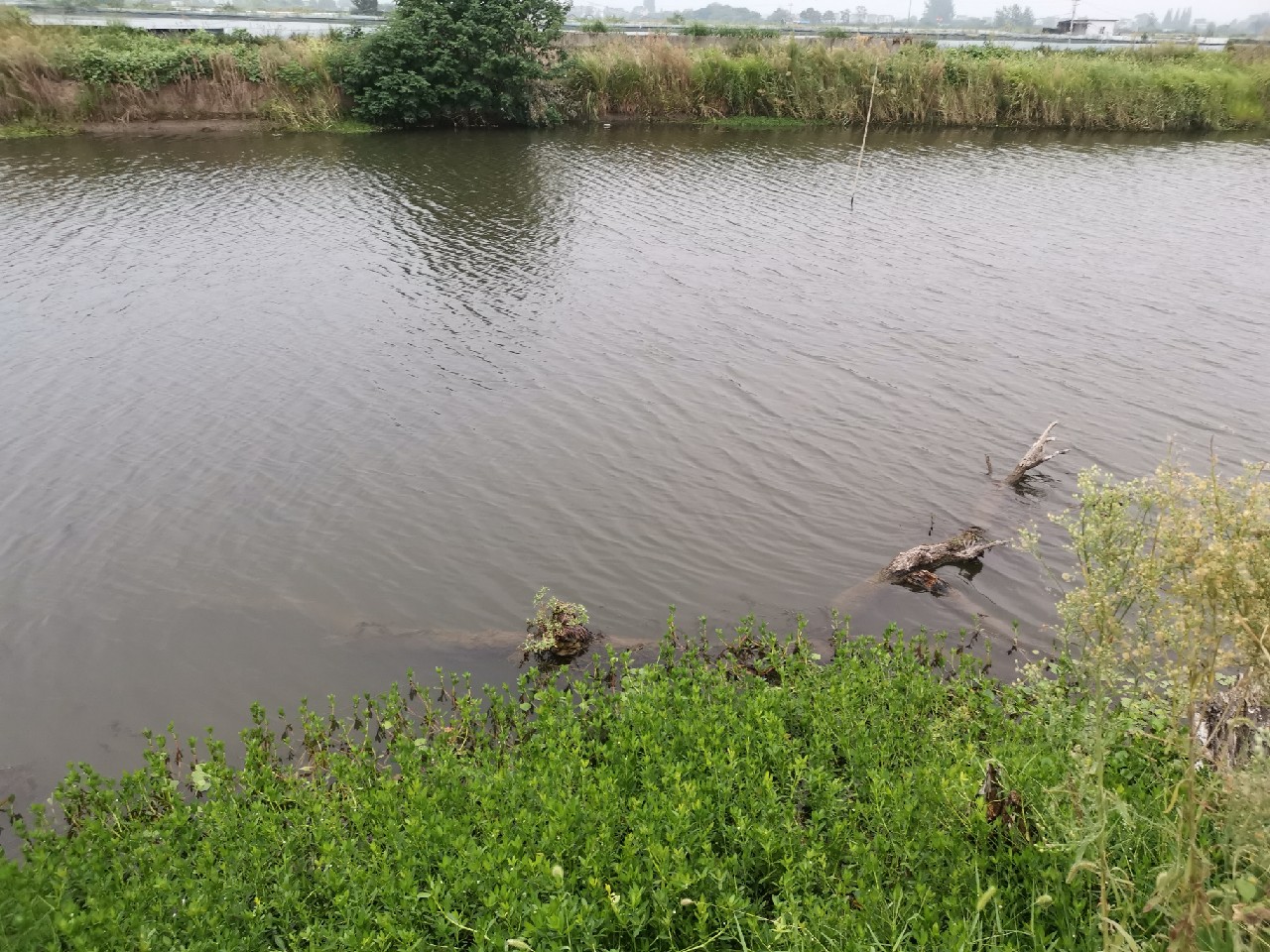 野河大板鲫钓着过瘾还好吃,野河大板鲫喜欢吃什么样的饵料