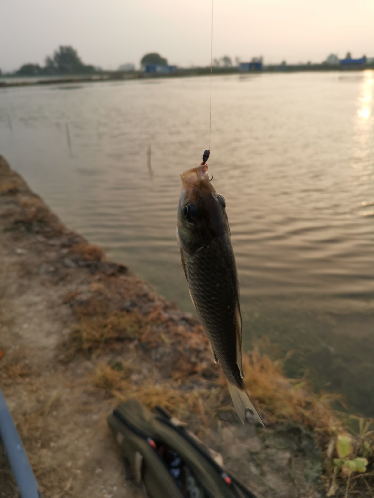 野河大板鲫钓着过瘾还好吃,野河大板鲫喜欢吃什么样的饵料