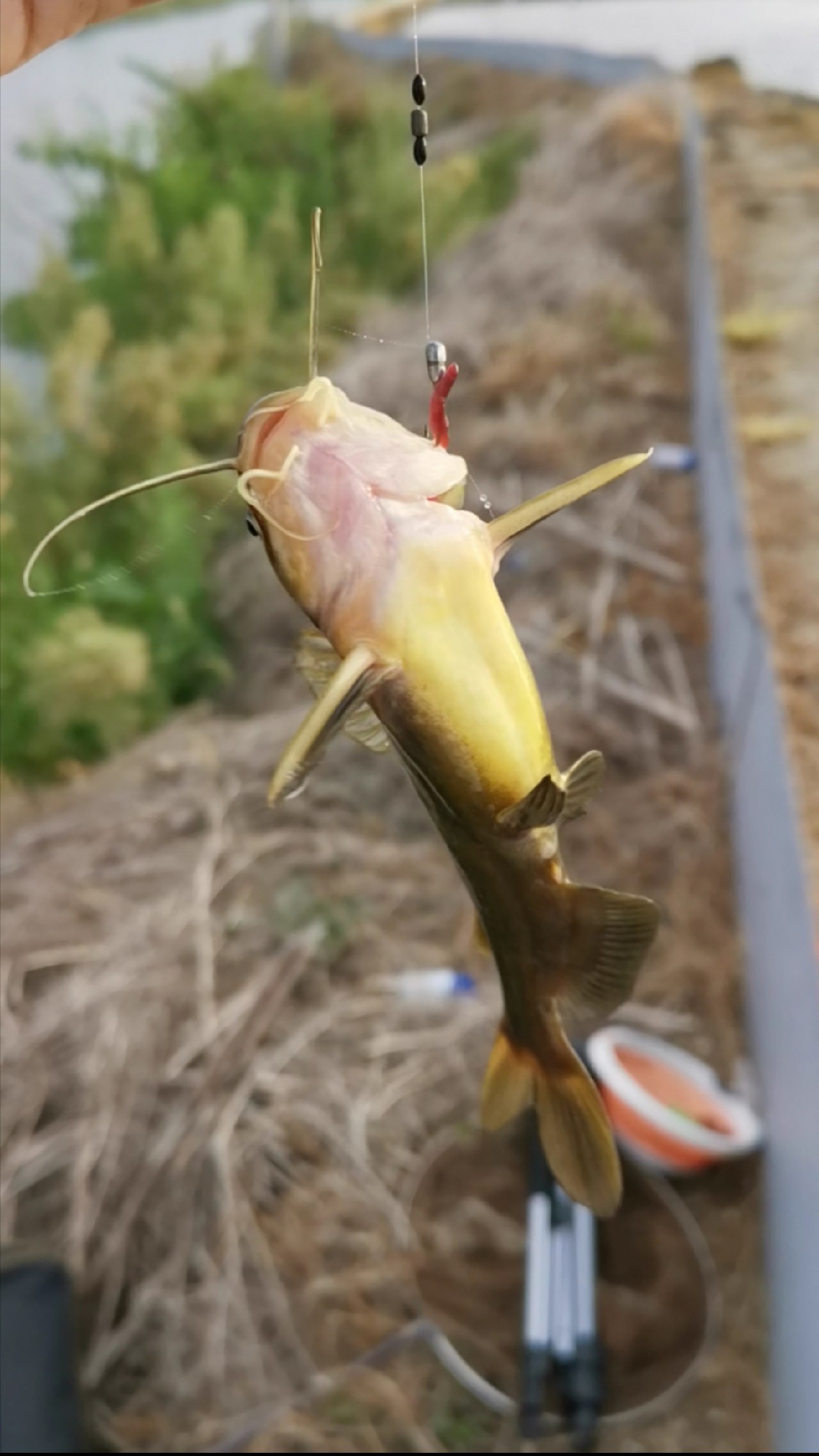 野河大板鲫钓着过瘾还好吃,野河大板鲫喜欢吃什么样的饵料
