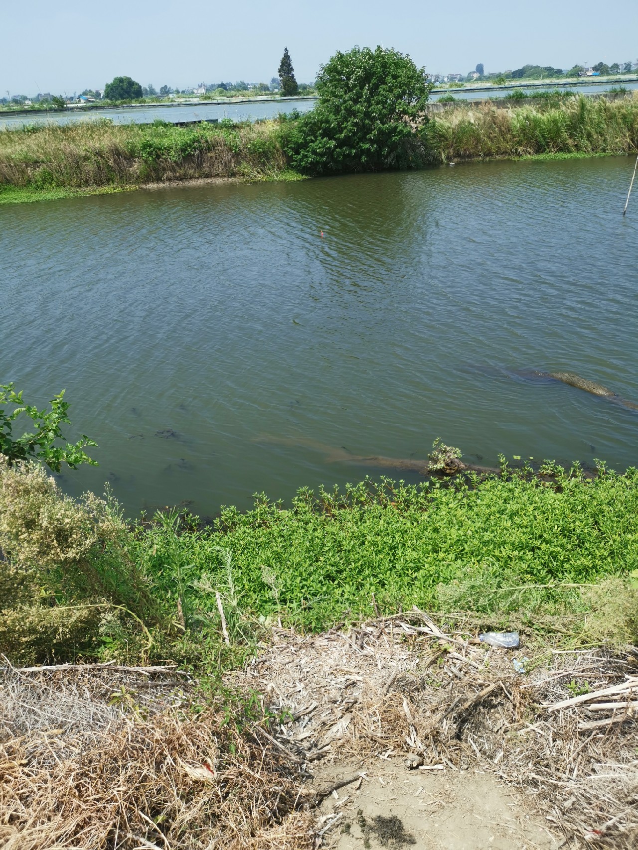 野河大板鲫钓着过瘾还好吃,野河大板鲫喜欢吃什么样的饵料