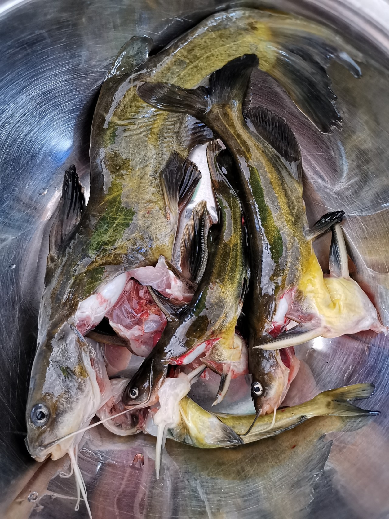 野河大板鲫钓着过瘾还好吃,野河大板鲫喜欢吃什么样的饵料