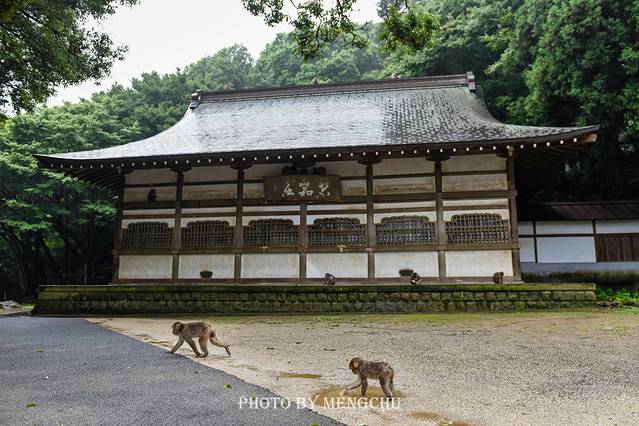 别府温泉和由布院哪个好,日本别府汤布院一日游