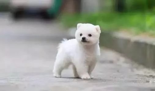 被乌龟咬了要不要打疫苗,乌龟咬了需要打狂犬疫苗吗