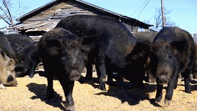 夜航优选的东西怎么样,夜航优选在哪