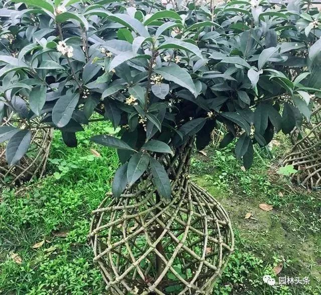 适合庭院种植的高颜值苗,适合院子种植的苗木