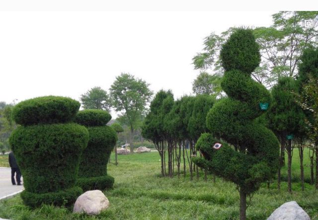 适合庭院种植的高颜值苗,适合院子种植的苗木