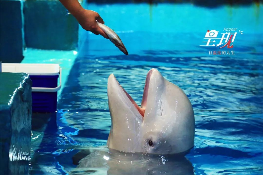 显现|从海军战士到“海豚恋人”，人鱼相眷，恰似你的温柔……