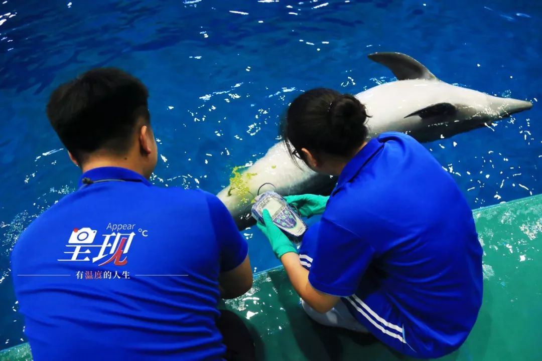显现|从海军战士到“海豚恋人”，人鱼相眷，恰似你的温柔……