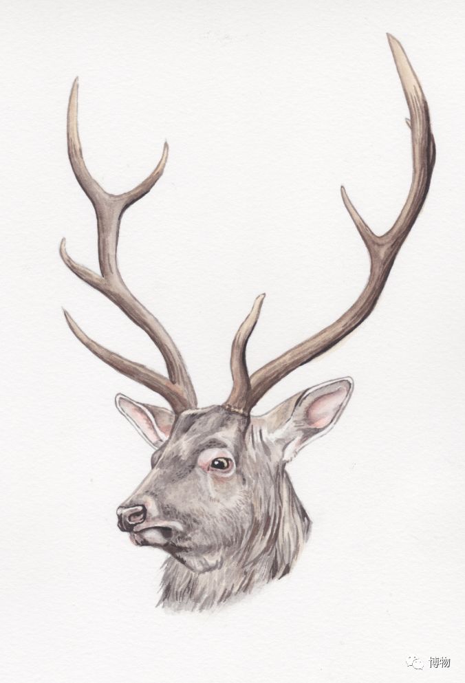 鹿角没有脱落之前有什么反应呢,鹿角自然脱落有血要处理吗