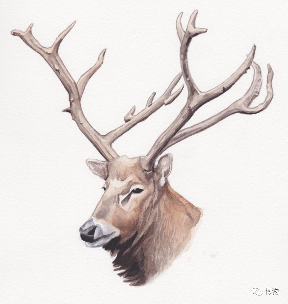 鹿角没有脱落之前有什么反应呢,鹿角自然脱落有血要处理吗