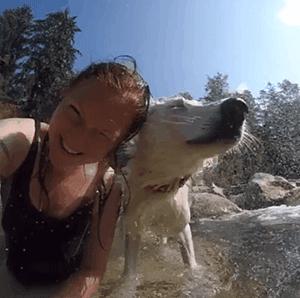 纯白色德牧是咋回事,黑白杂色德牧