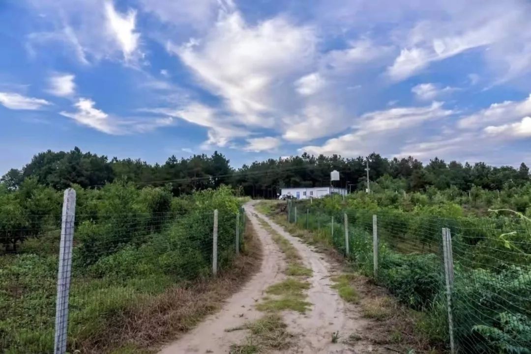 脆甜现摘青枣附近地方 (明光三界金秋摘枣好去处)