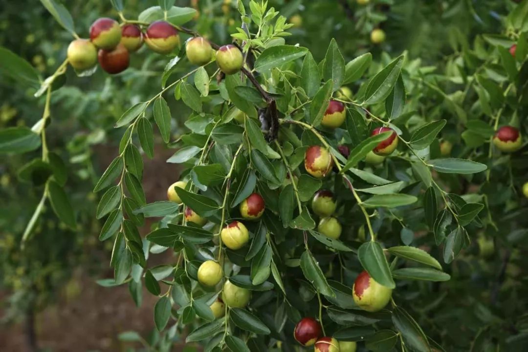 脆甜现摘青枣附近地方 (明光三界金秋摘枣好去处)