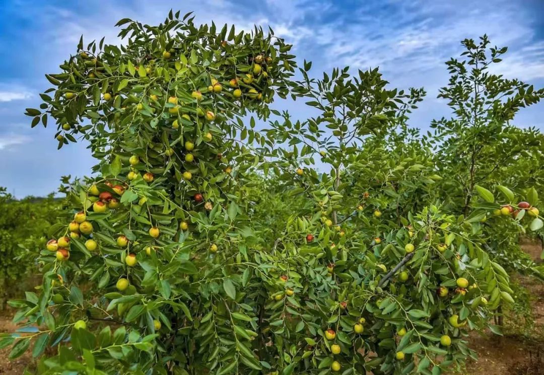 脆甜现摘青枣附近地方 (明光三界金秋摘枣好去处)