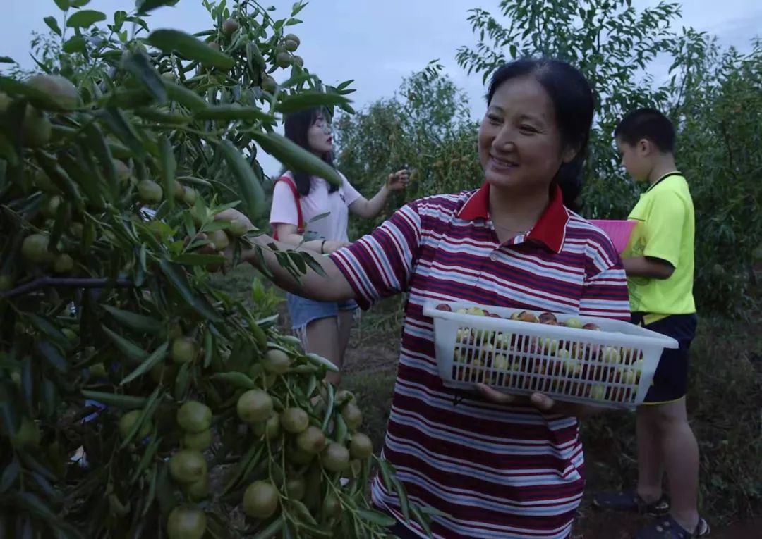 脆甜现摘青枣附近地方 (明光三界金秋摘枣好去处)
