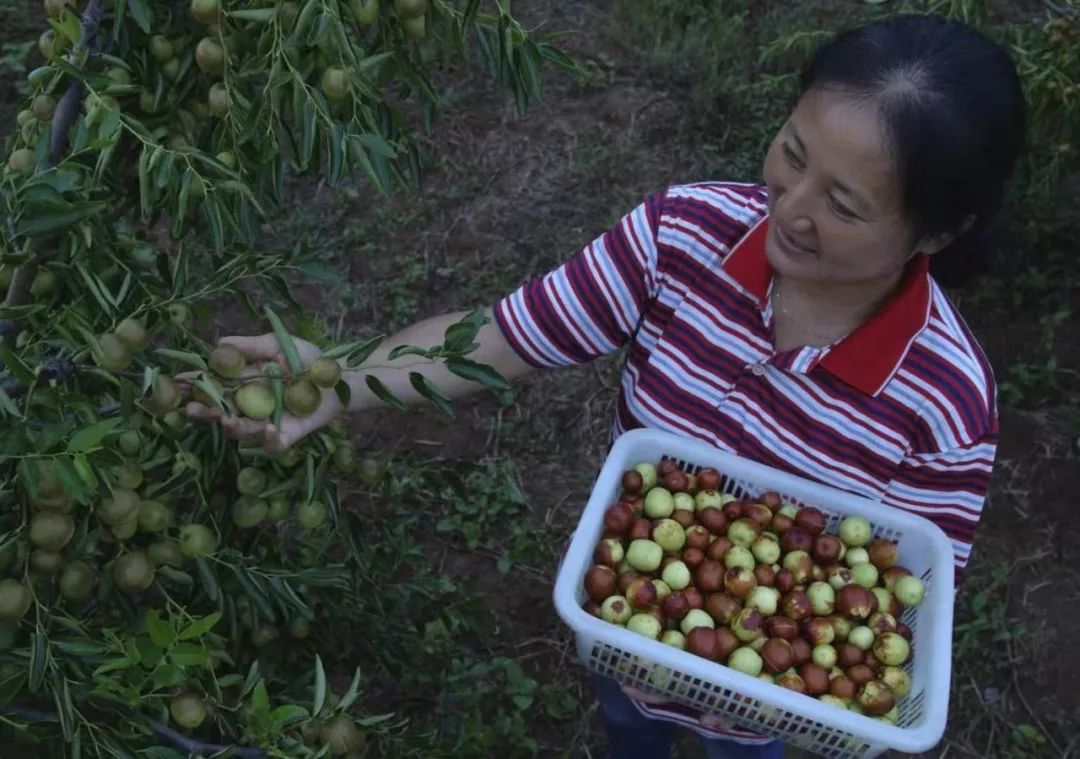 脆甜现摘青枣附近地方 (明光三界金秋摘枣好去处)