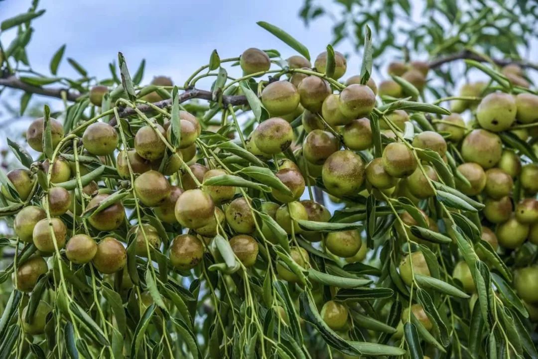 脆甜现摘青枣附近地方 (明光三界金秋摘枣好去处)