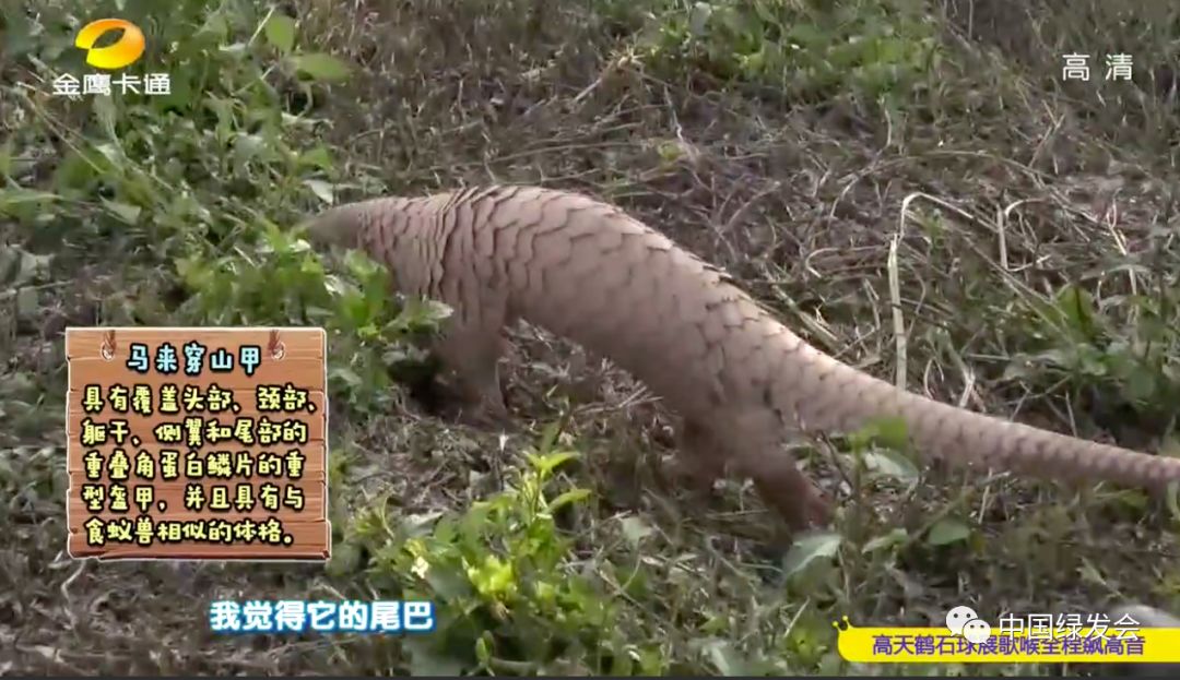 湖南卫视金鹰卡通频道播出绿会广东穿山甲救护康复野化训练工作