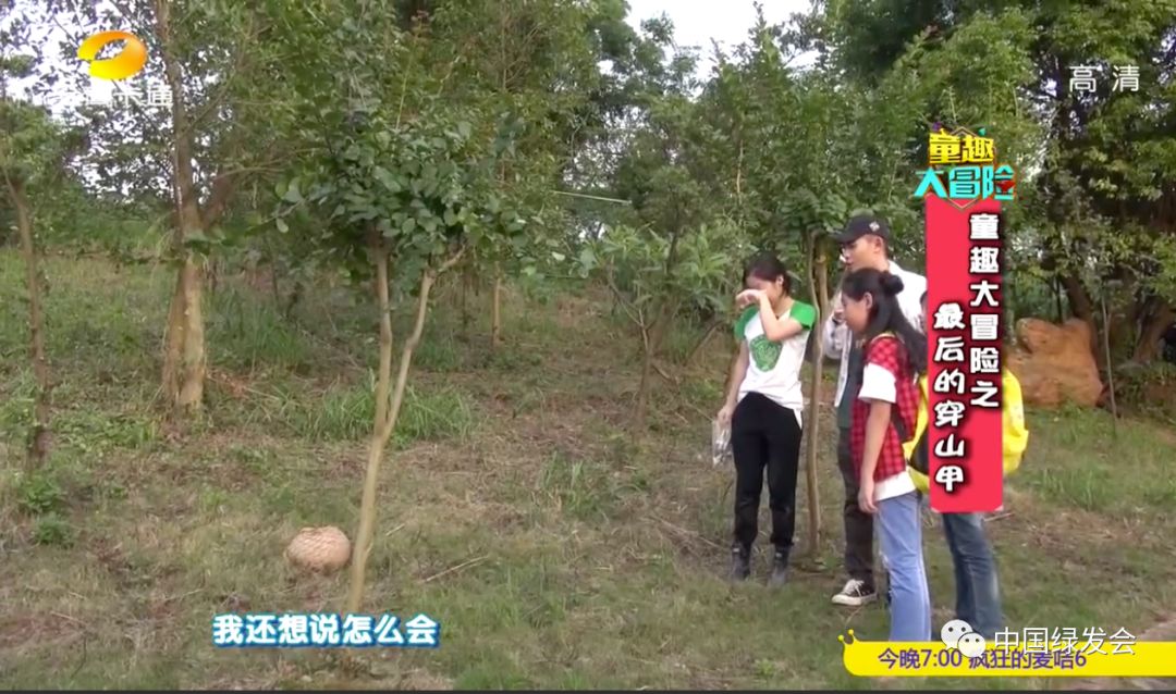 湖南卫视金鹰卡通频道播出绿会广东穿山甲救护康复野化训练工作