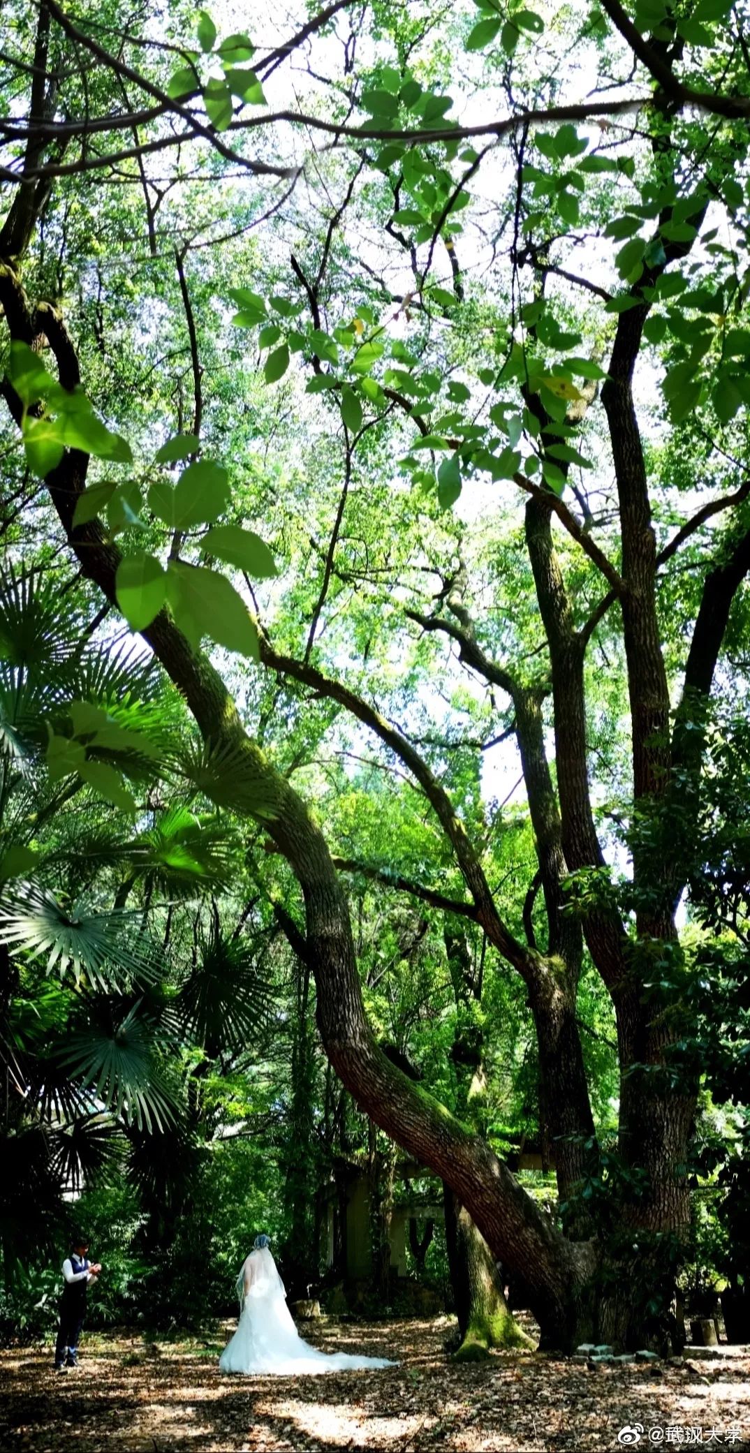 七月的星空流光溢彩,七月的星空