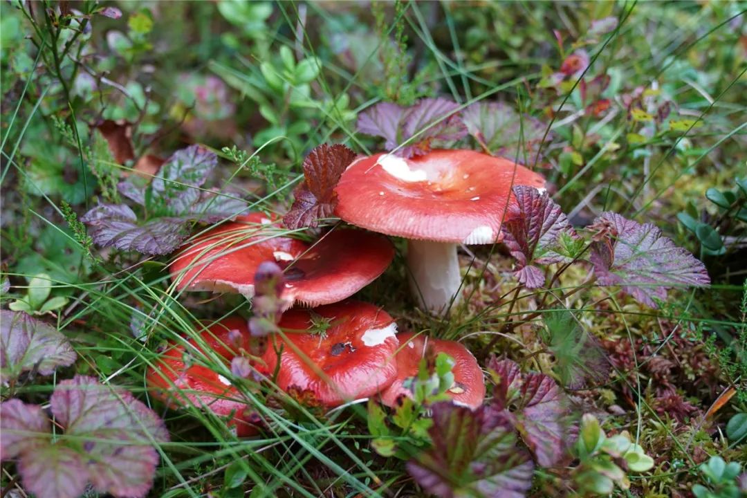 挪威的特别之处,真实的挪威