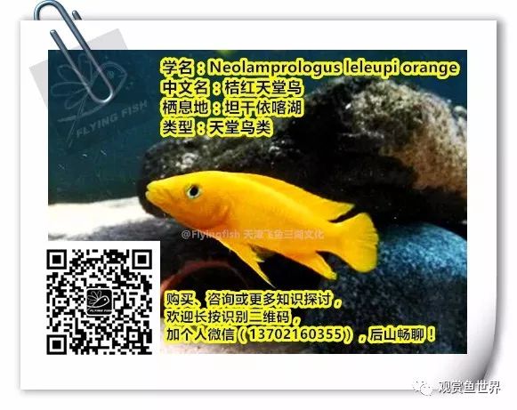 坦干喀伊湖纪录片全集,坦干伊喀湖图片