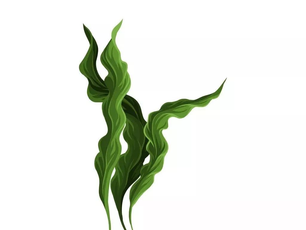 如何提高免疫力补充维生素,如何提高免疫力老年人