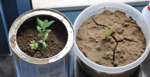 啤酒治土壤板结最佳解决方法,菜地土壤板结最快的恢复方法