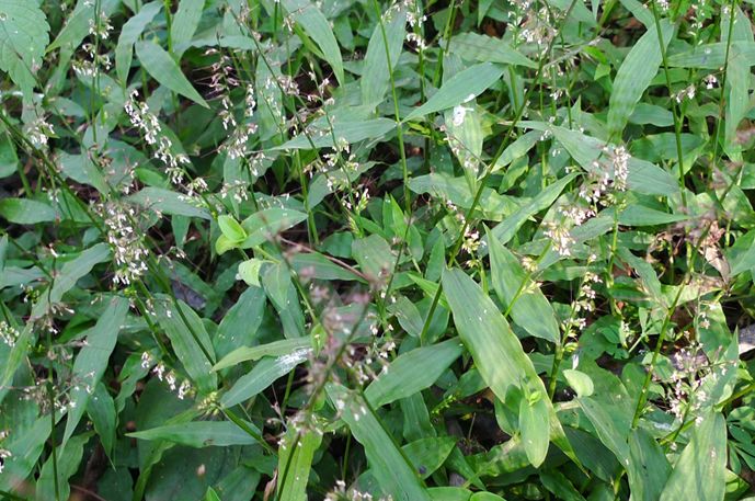 科普植物类的文章,常绿地被植物推荐